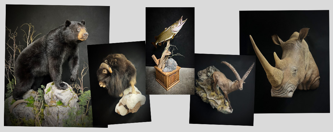 Taxidermy Rates