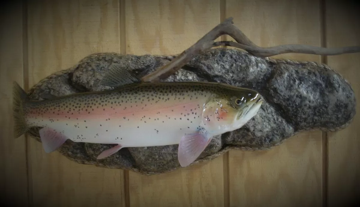 Fish 2