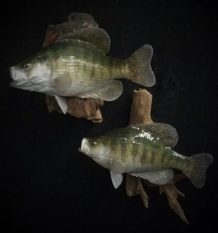Fish 0
