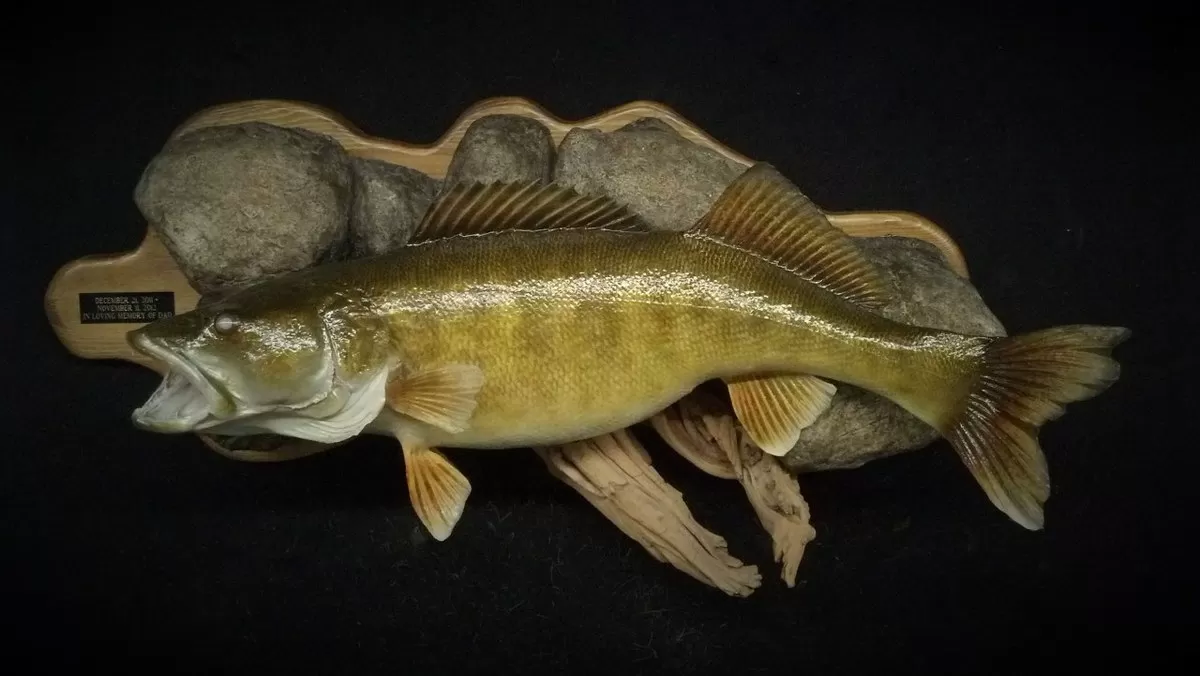 Fish 3