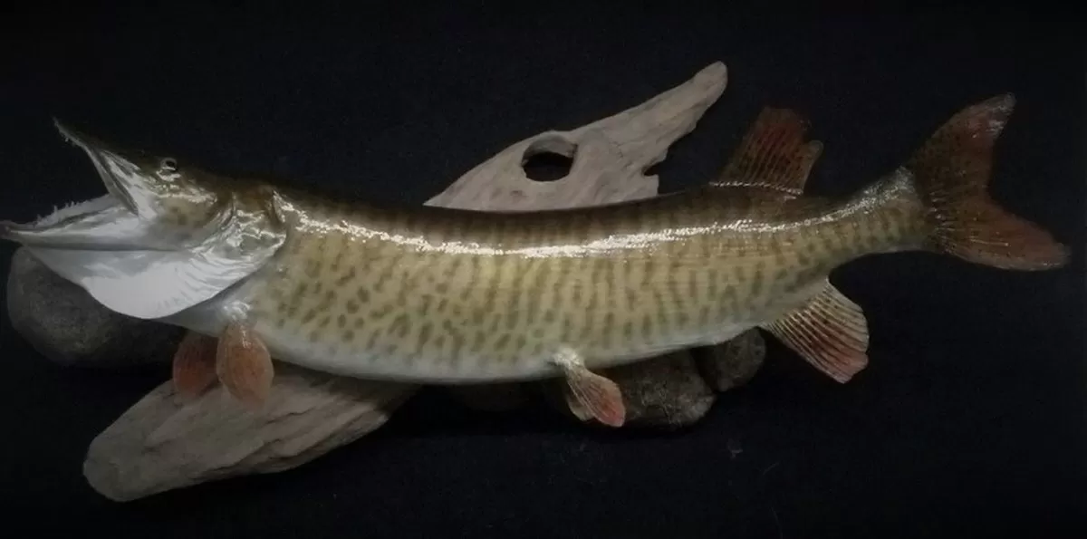 Fish 4