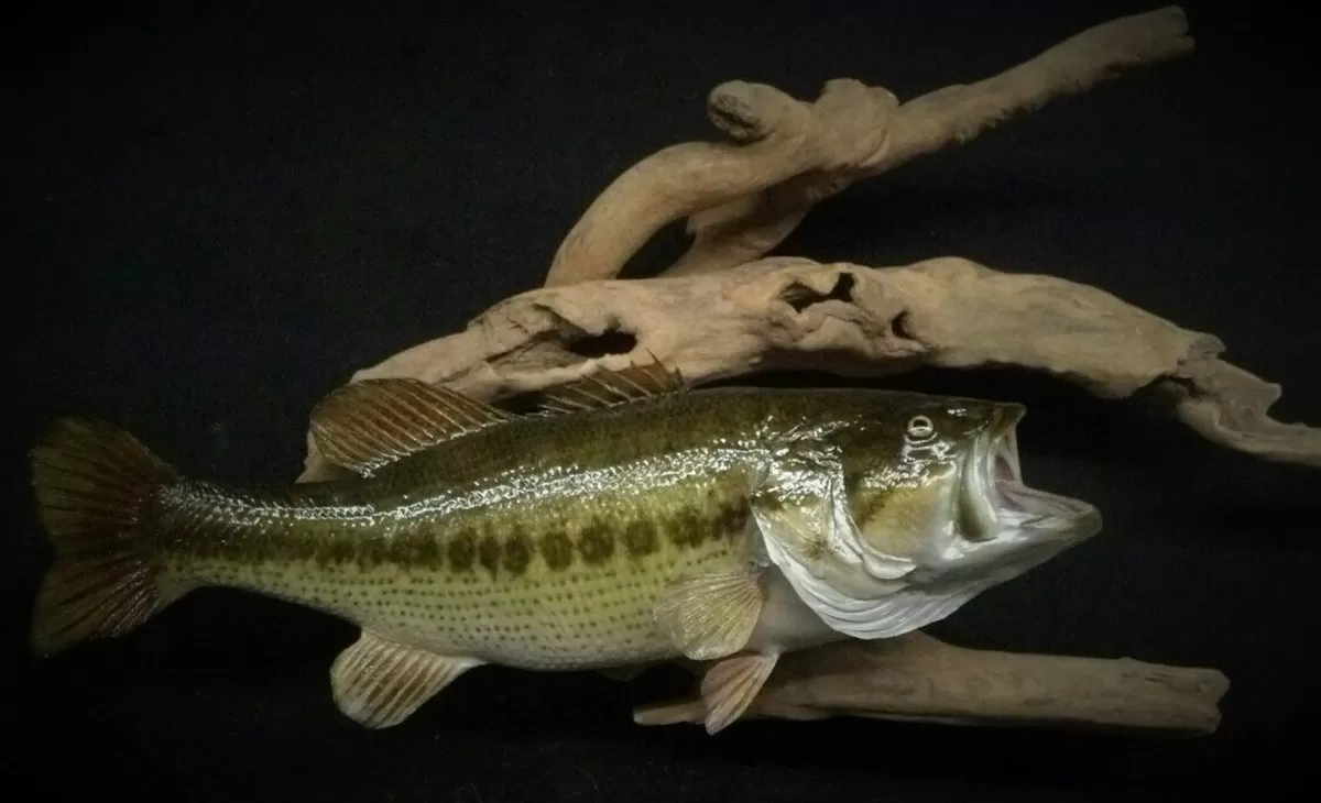 Fish 5