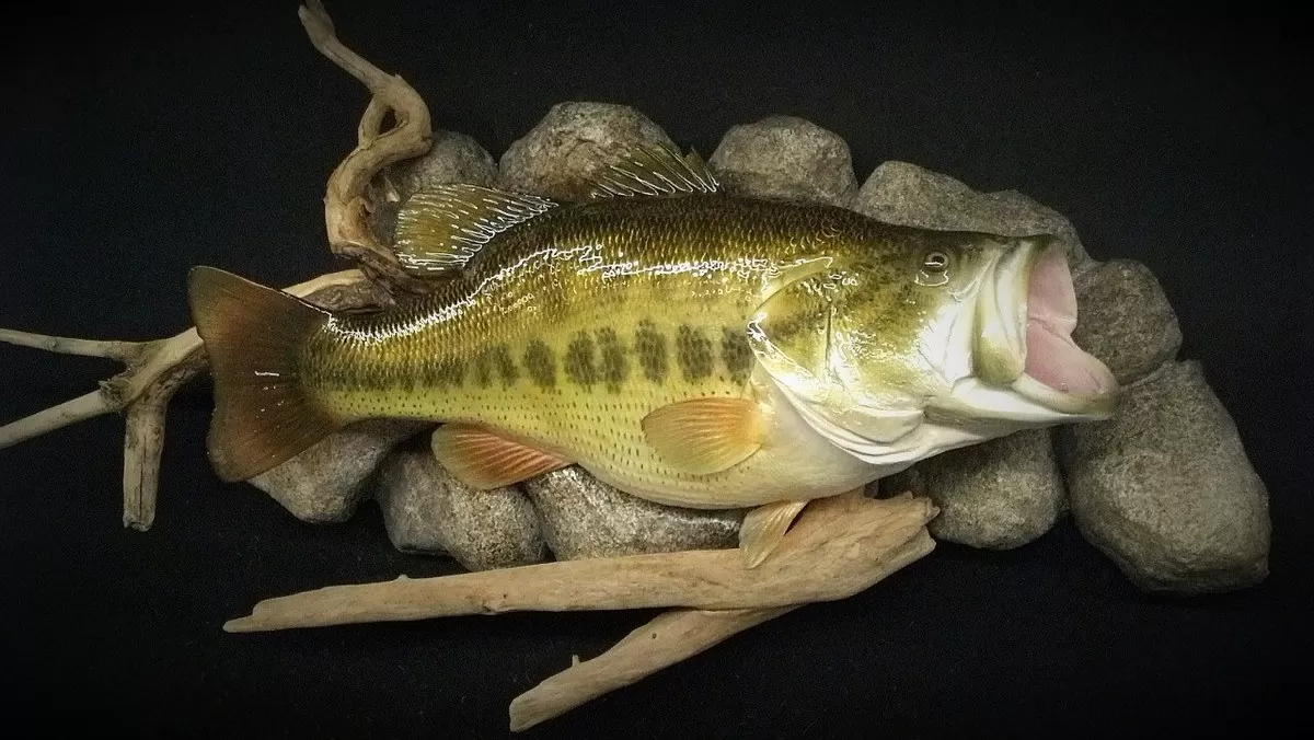Fish 6