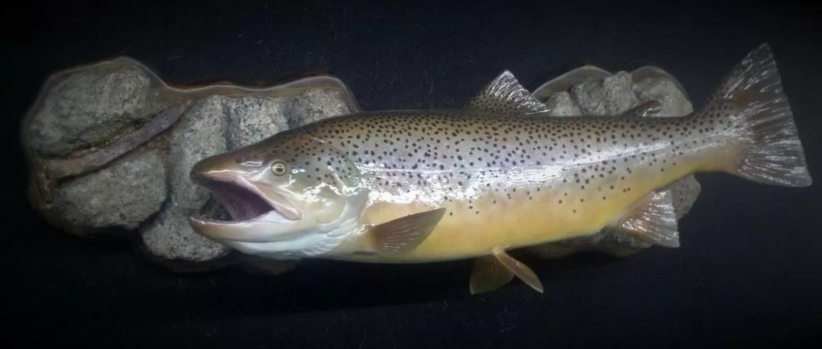 Fish 7