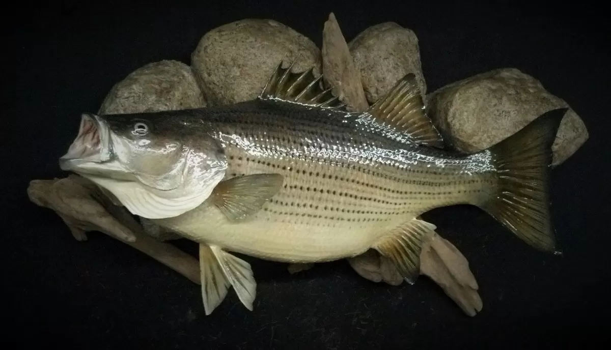 Fish 8