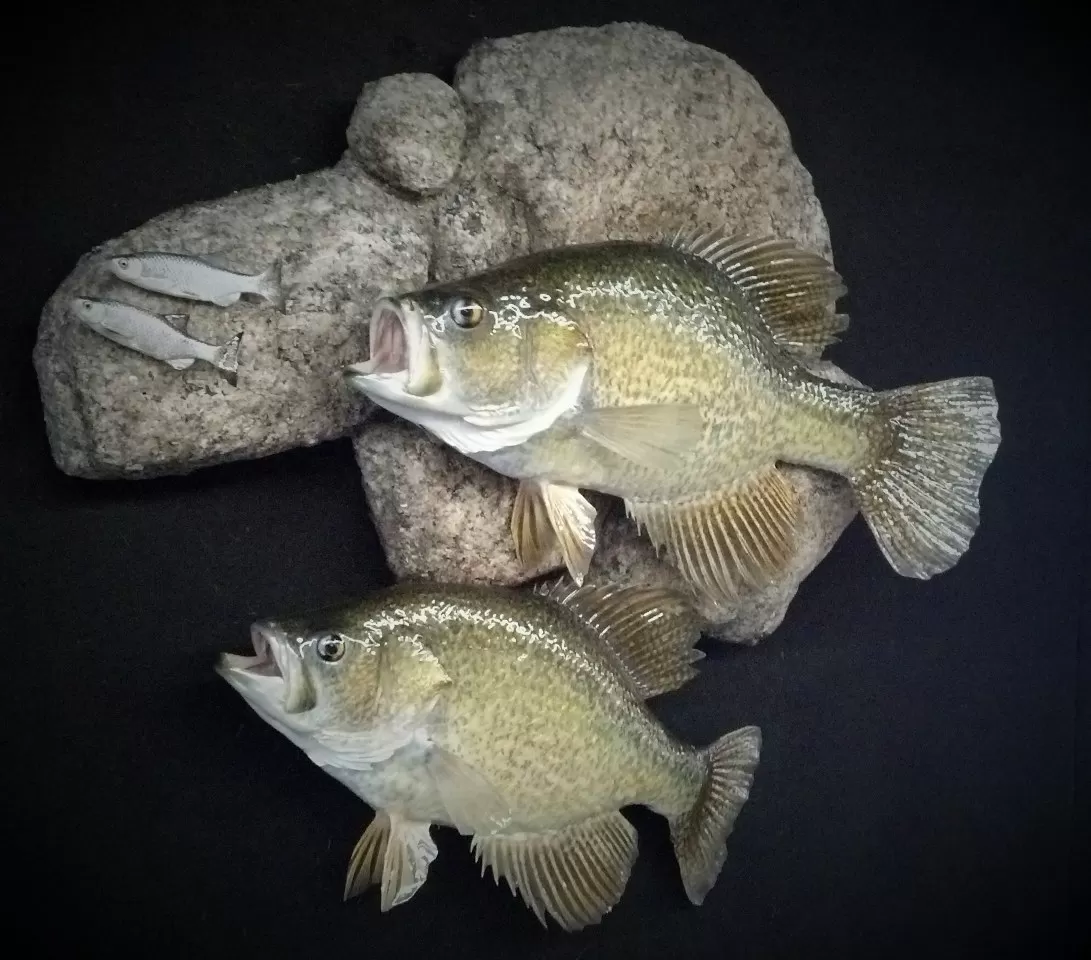Fish 10