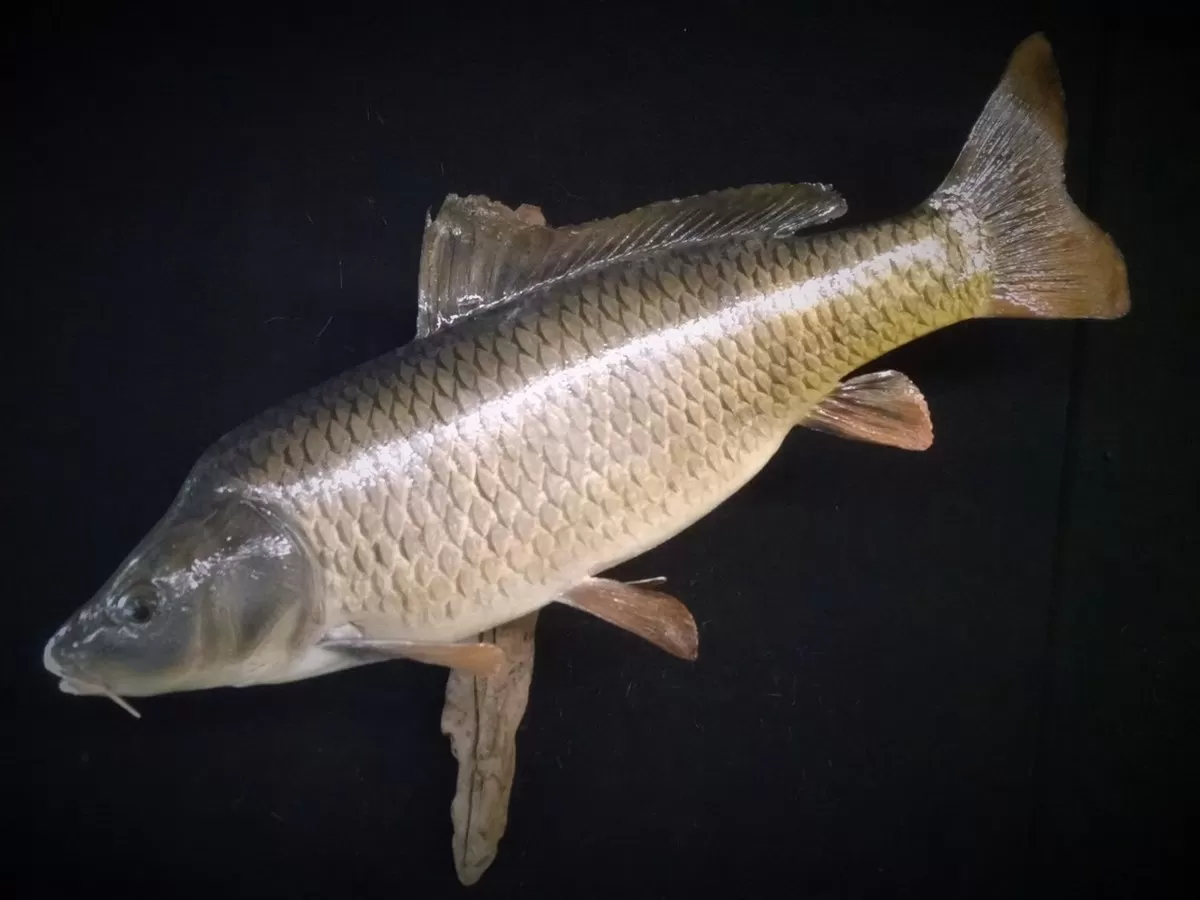 Fish 9