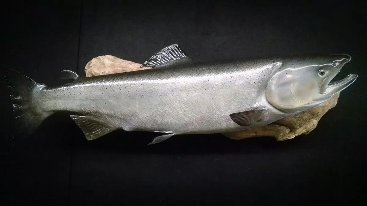 Fish 11