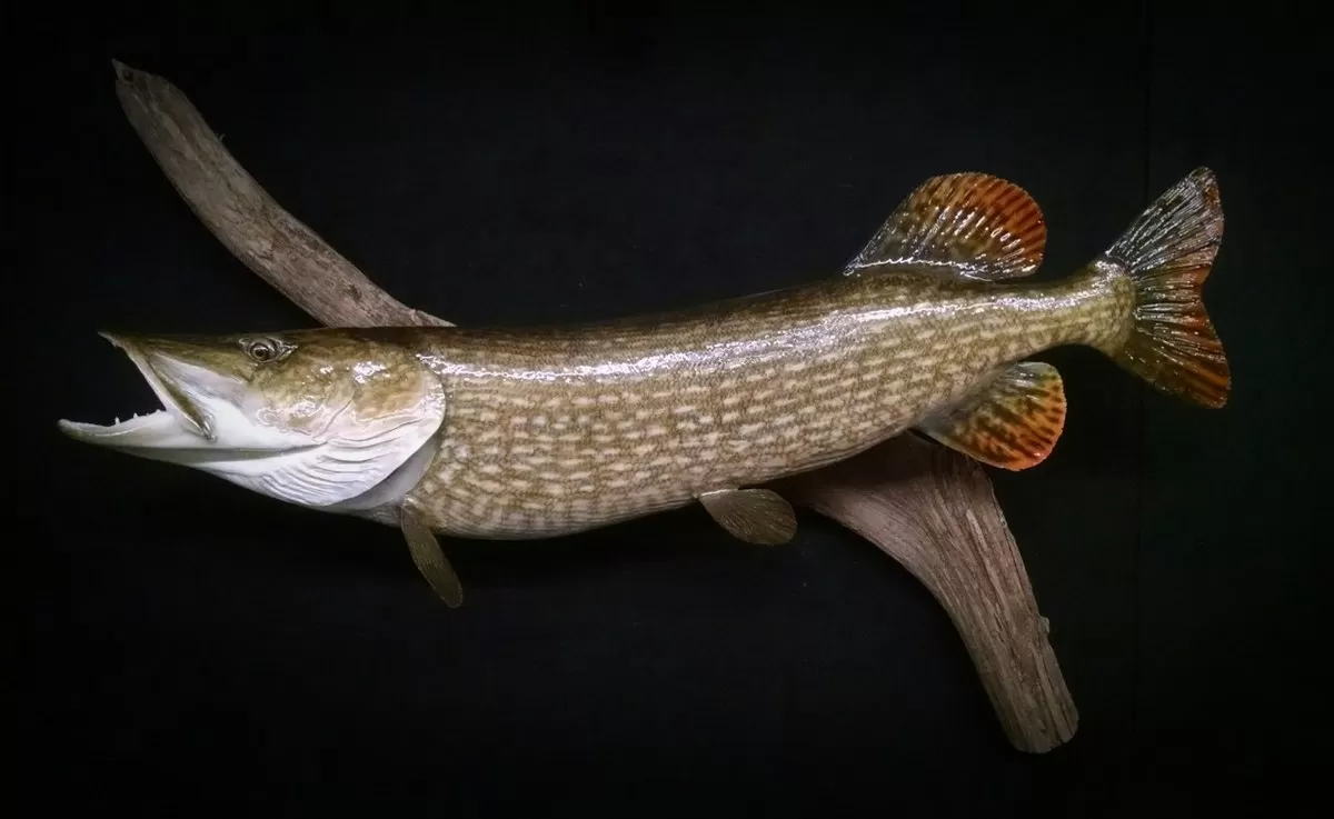 Fish 12