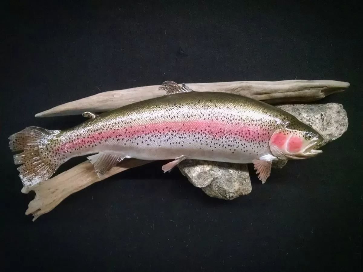 Fish 13