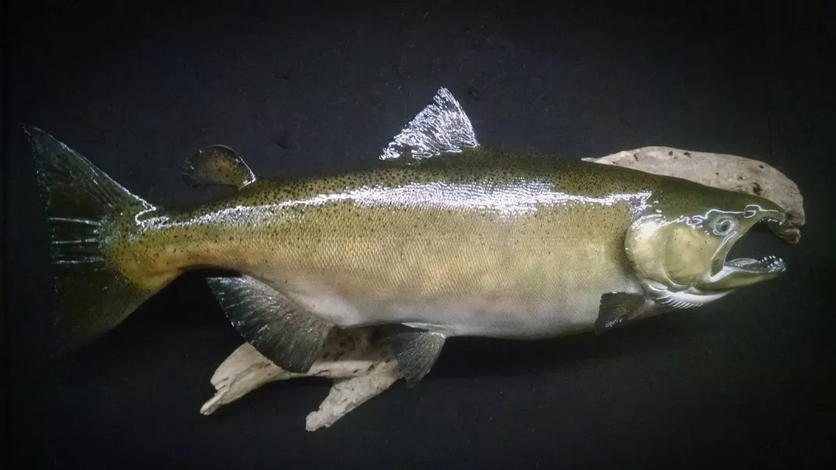 Fish 14