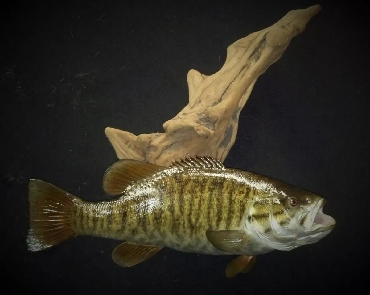 Fish 16