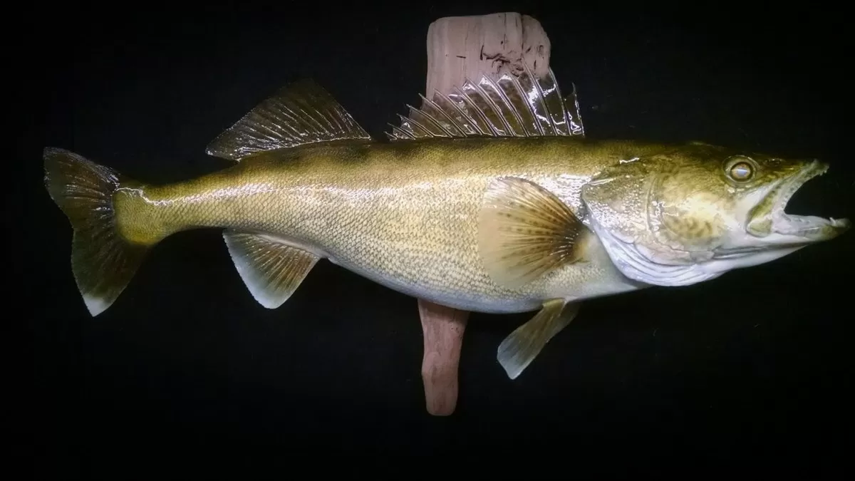 Fish 15