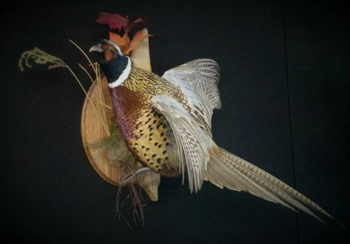 Bird Mount 0