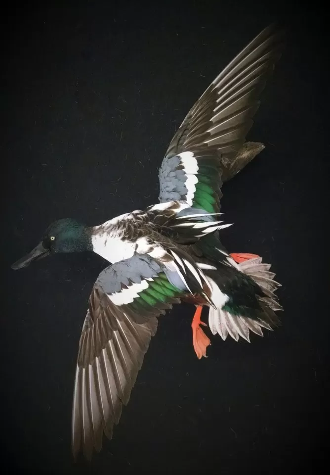 Bird Mount 1