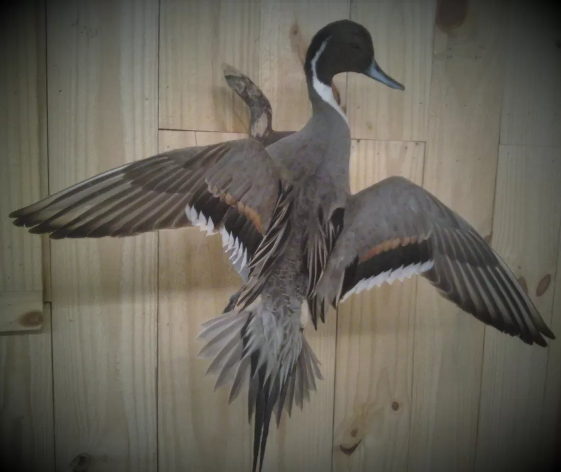 Bird Mount 2