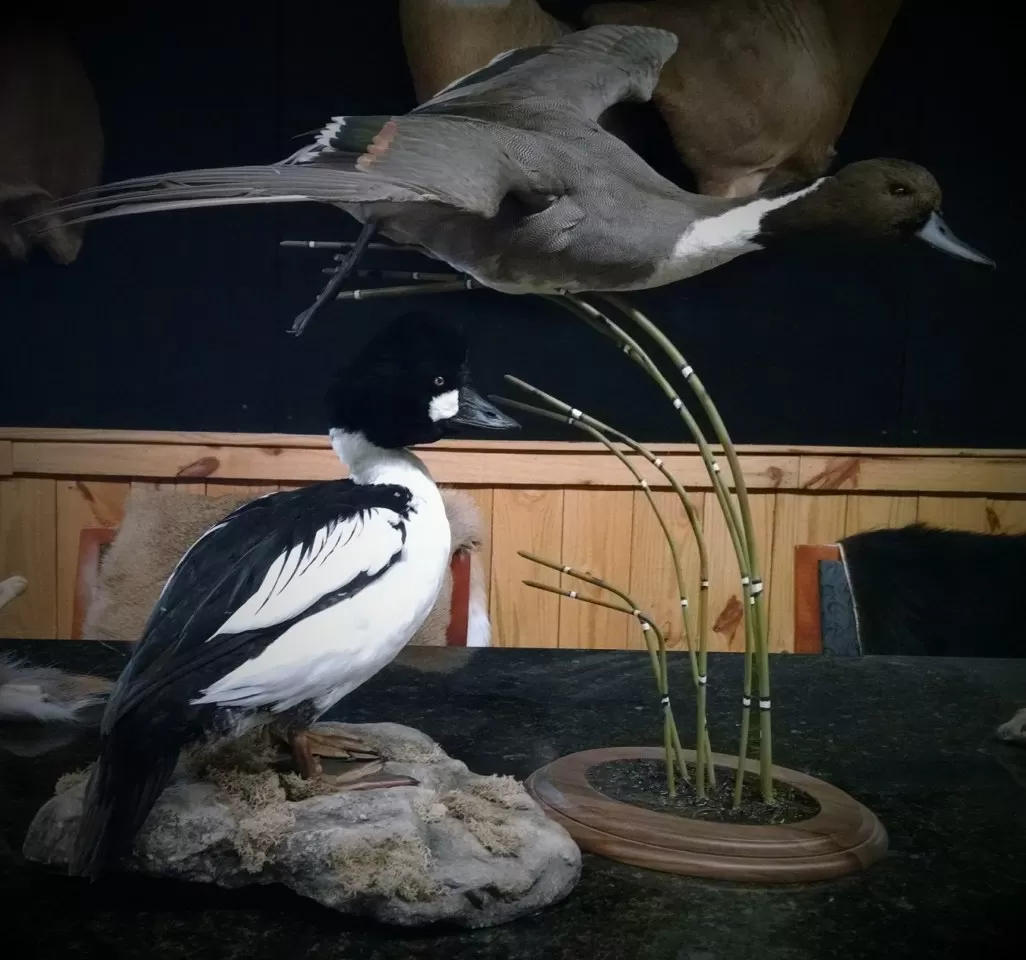 Bird Mount 3