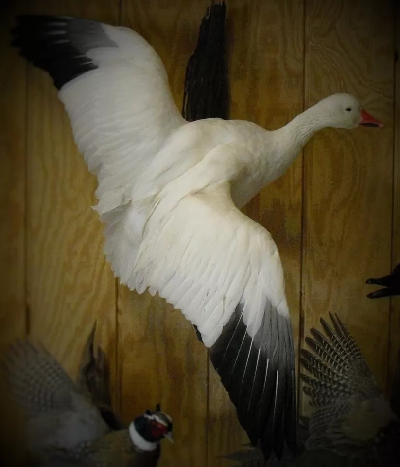 Bird Mount 4