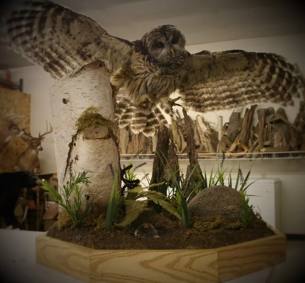 Bird Mount 5