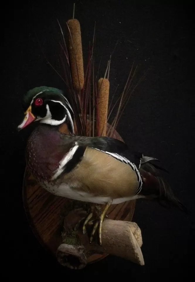 Bird Mount 6