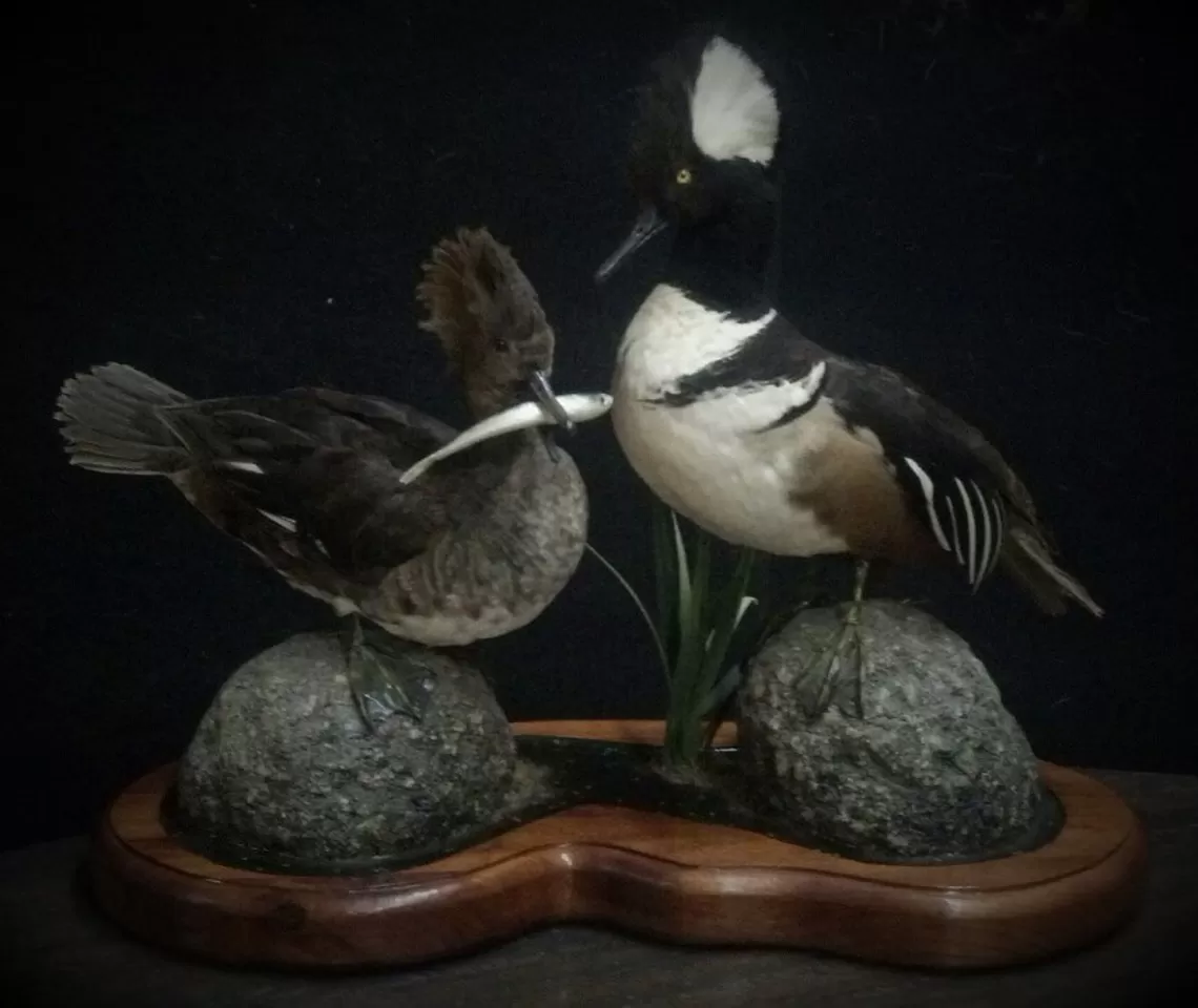 Bird Mount 7