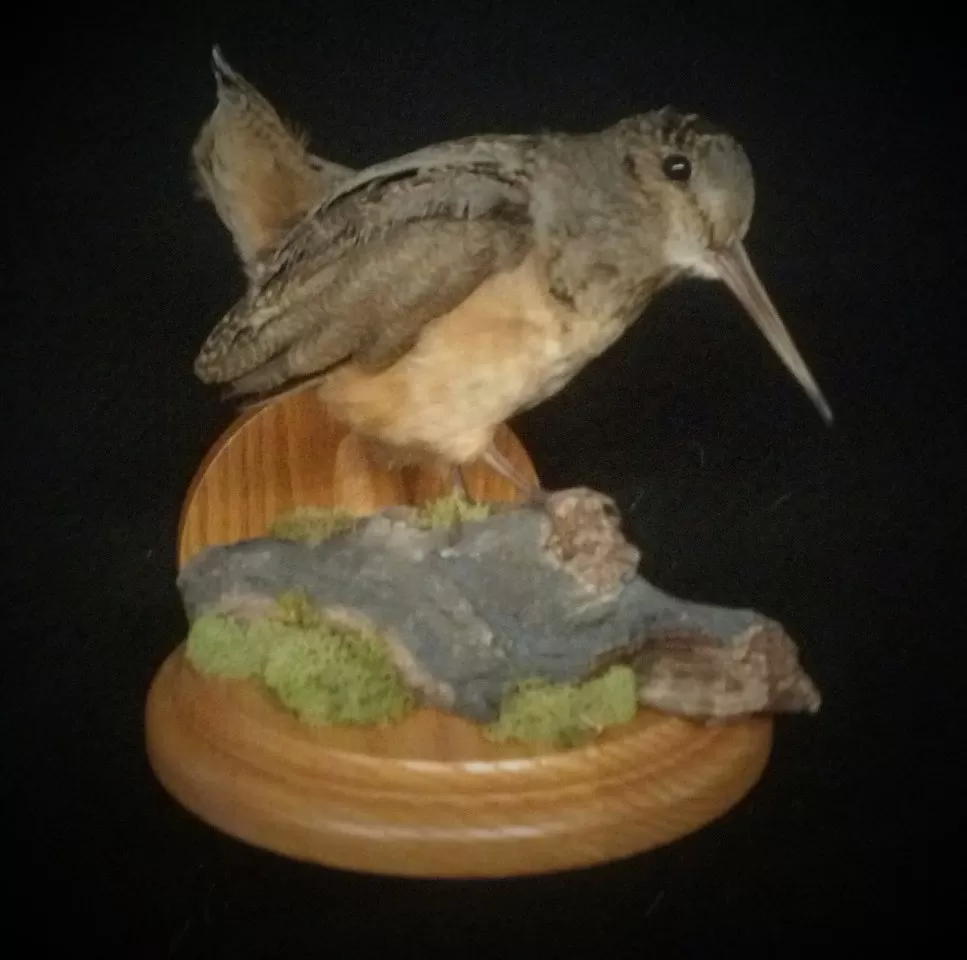 Bird Mount 8
