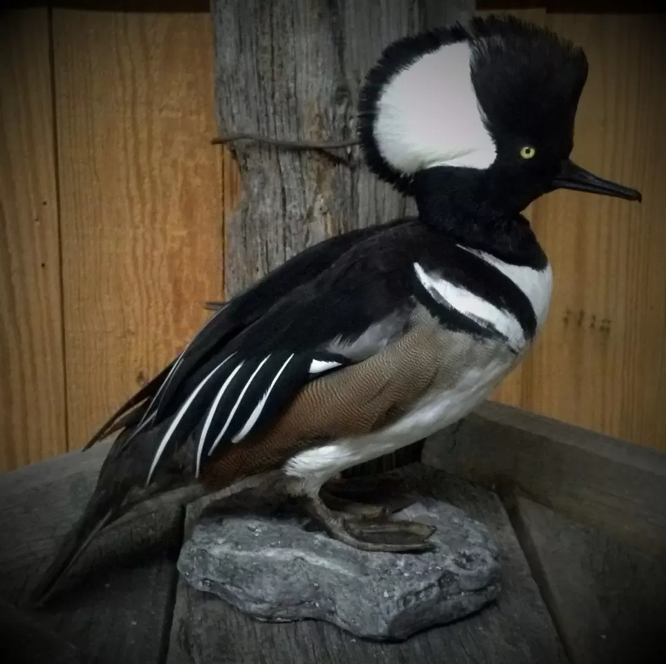Bird Mount 10