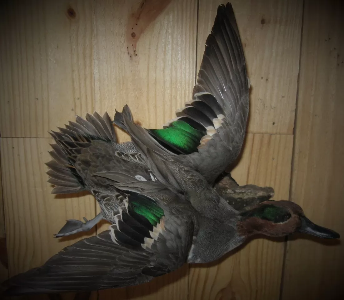 Bird Mount 9
