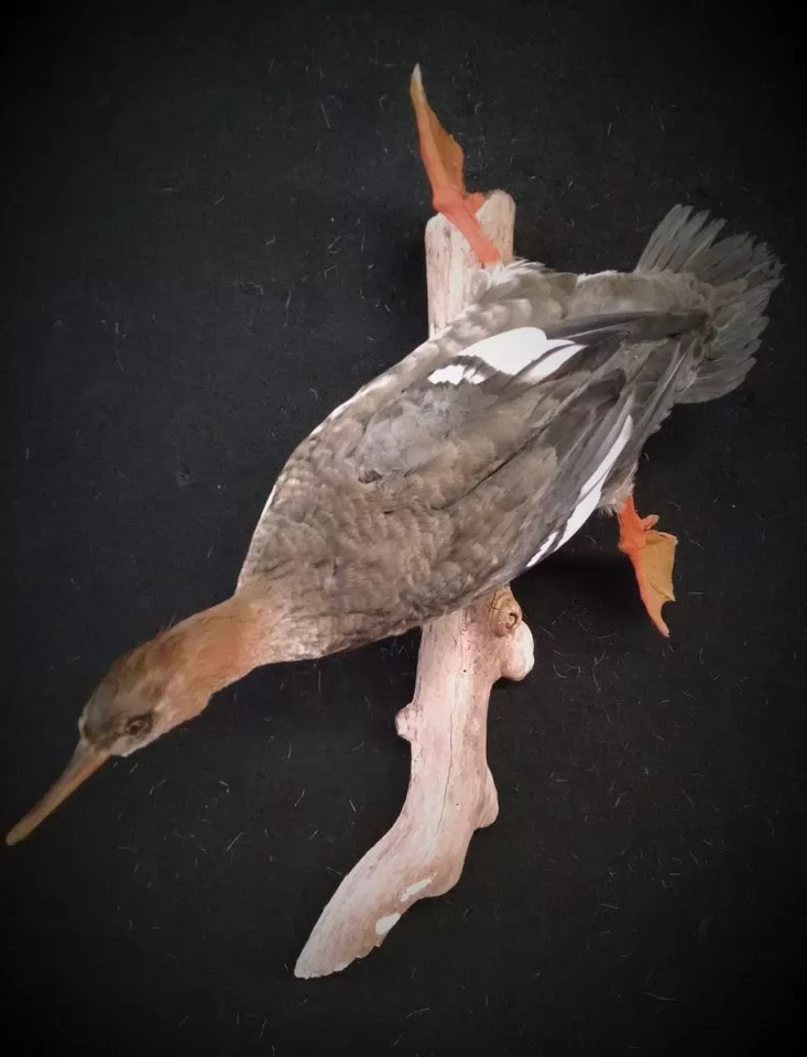Bird Mount 11