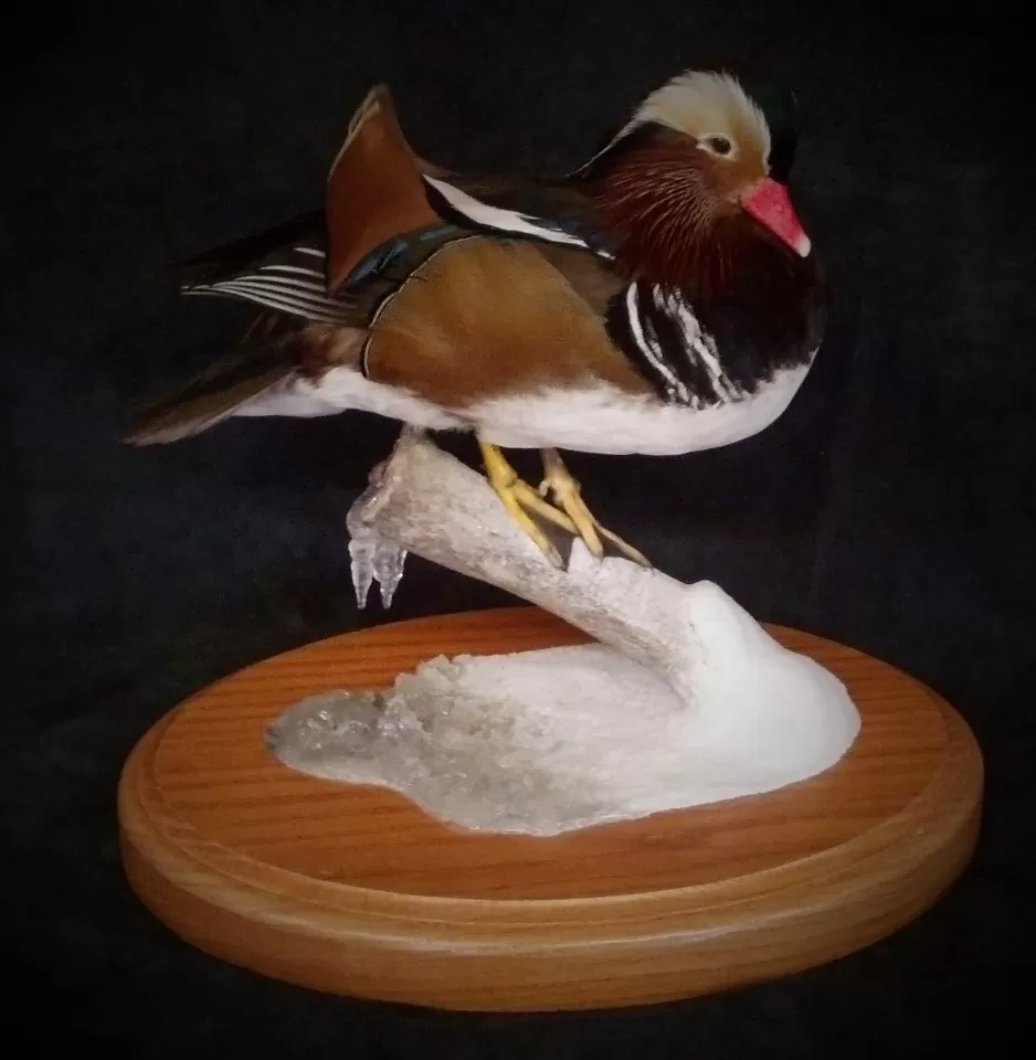 Bird Mount 12