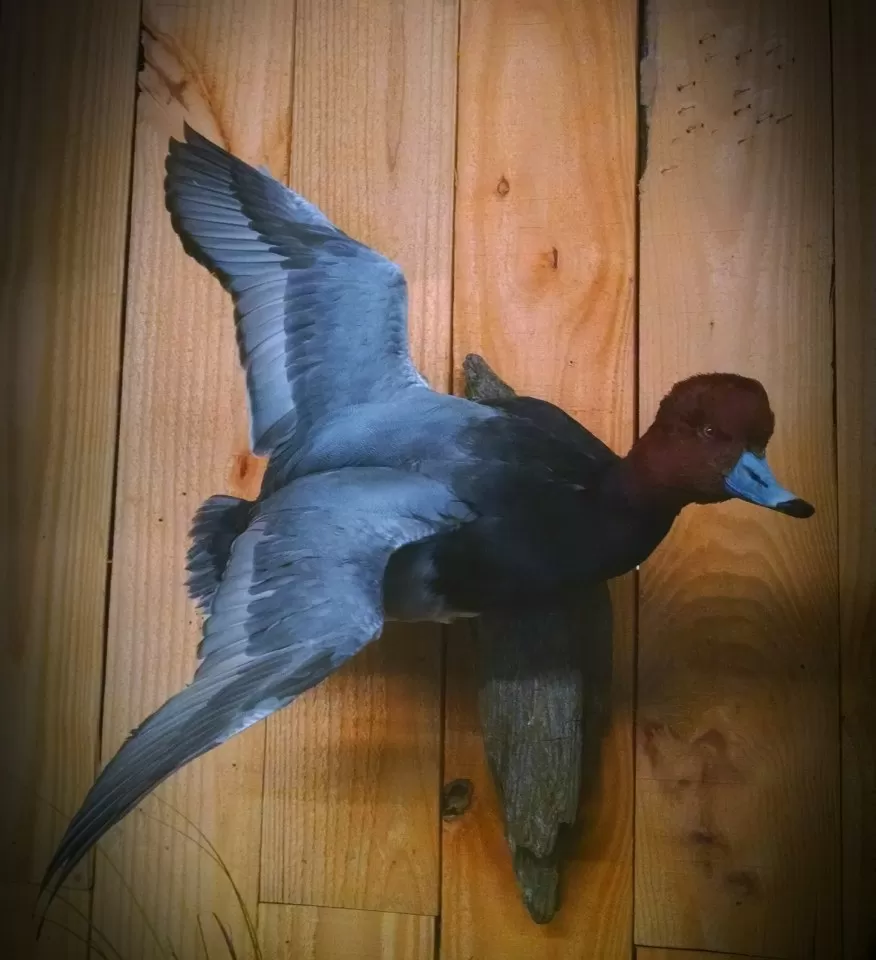 Bird Mount 13