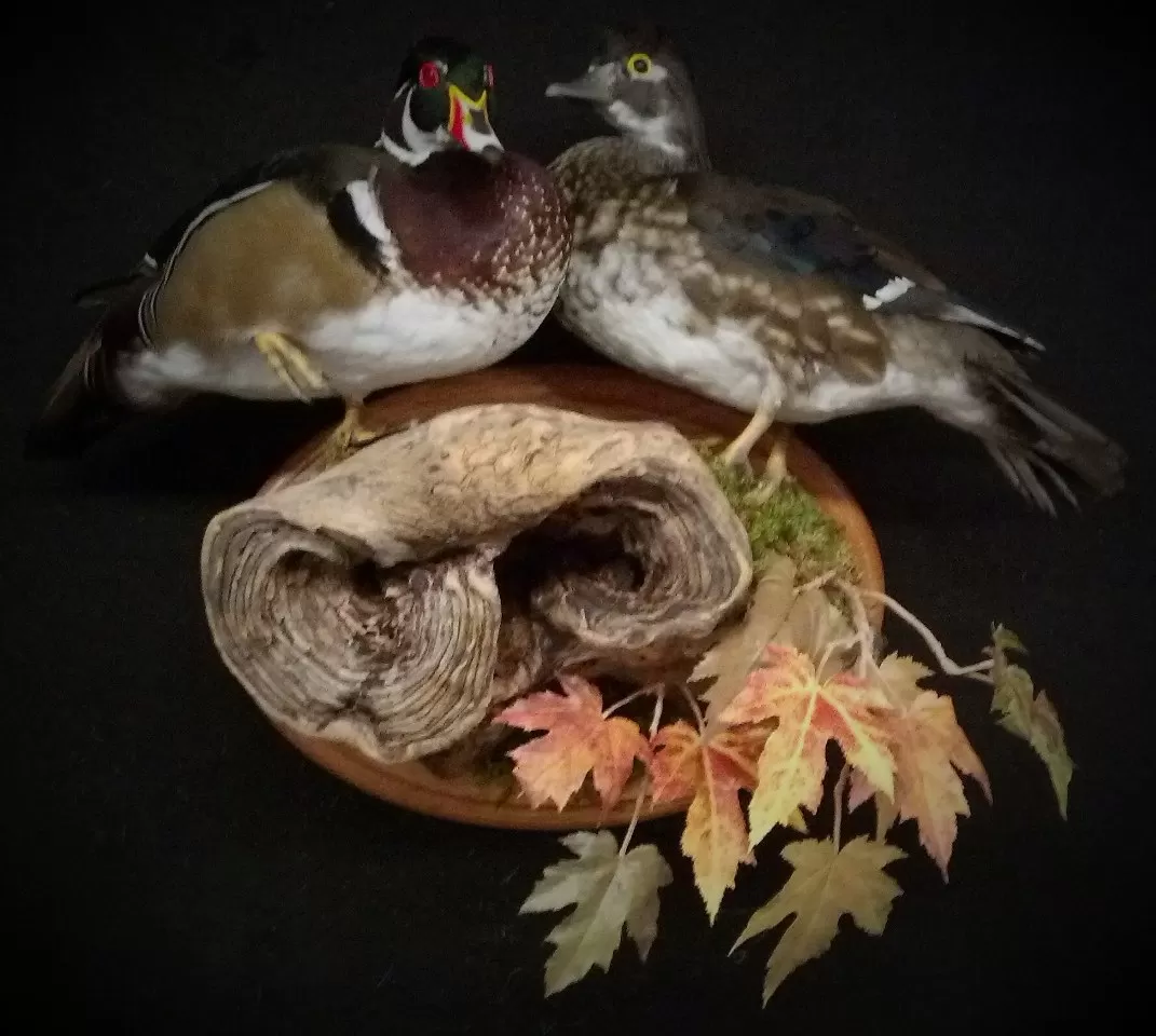 Bird Mount 14