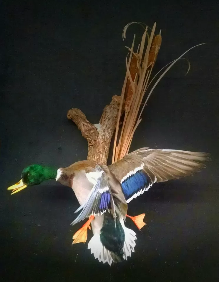 Bird Mount 15