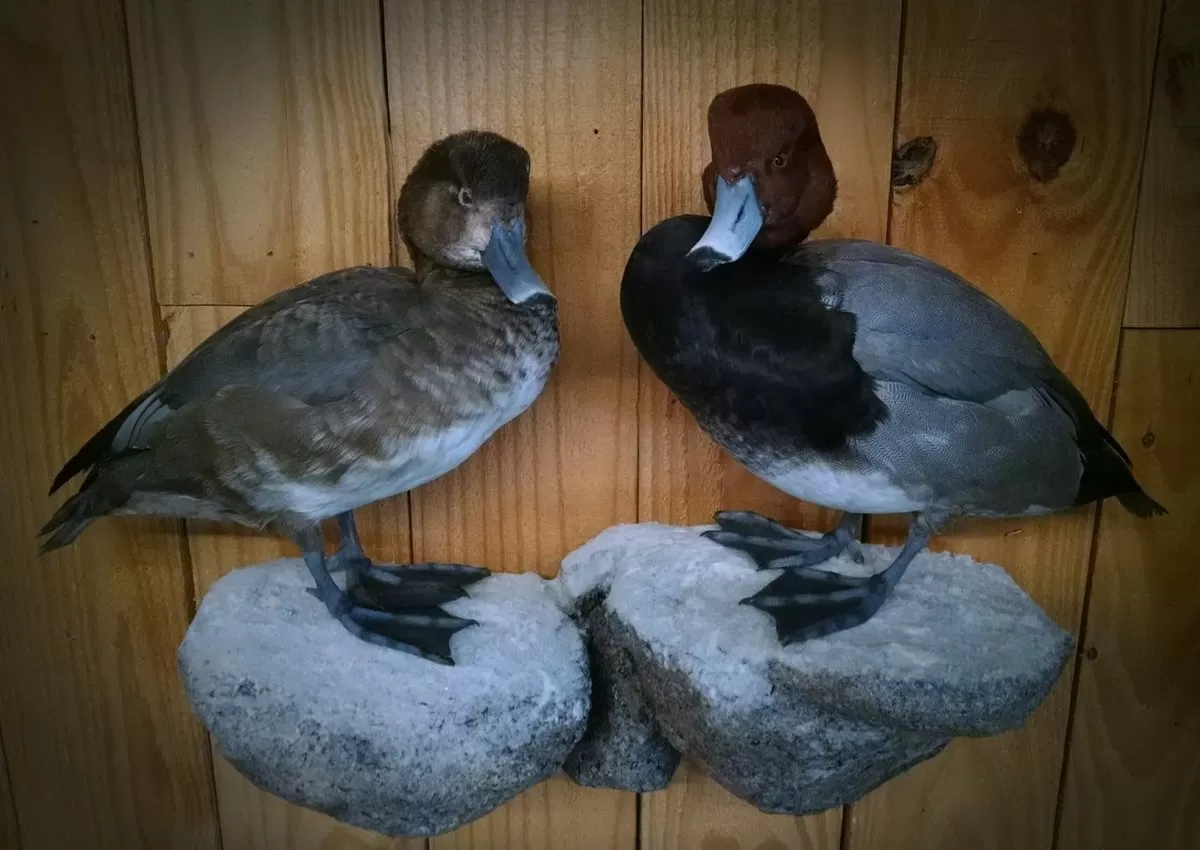 Bird Mount 16
