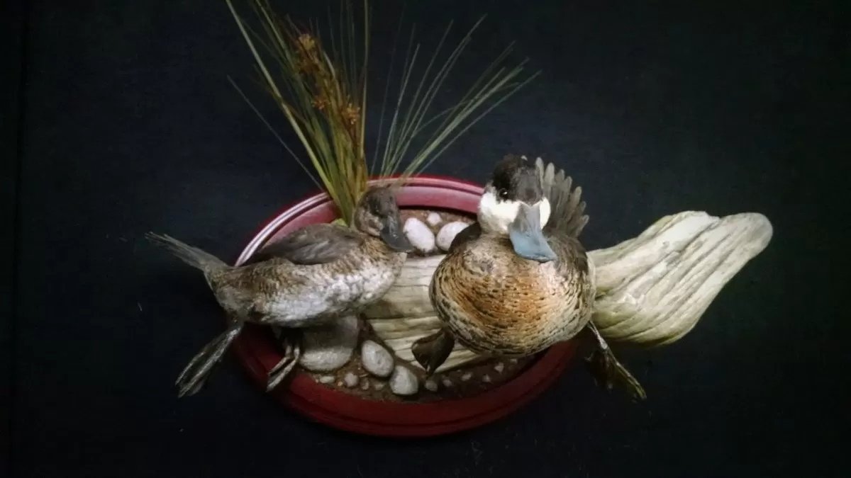 Bird Mount 18