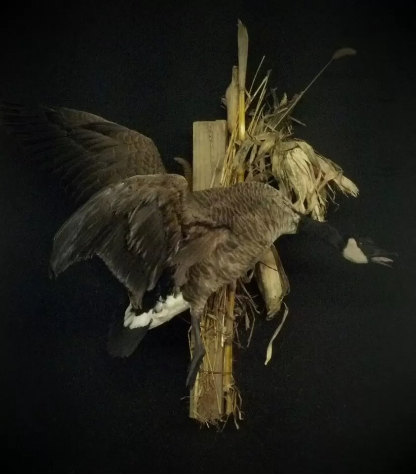 Bird Mount 17