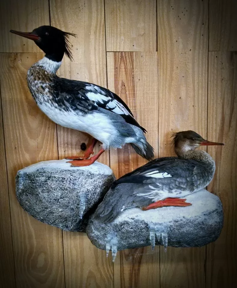 Bird Mount 19
