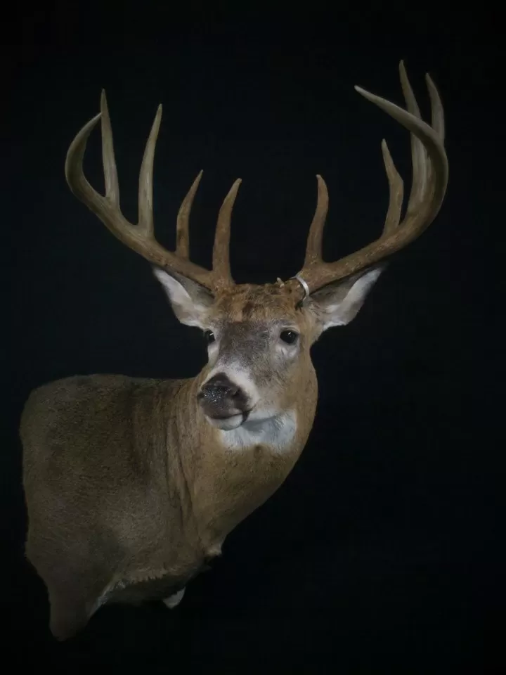 Whitetail Mount 2