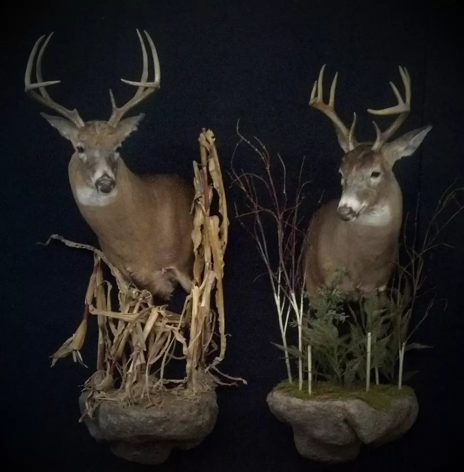 Whitetail Mount 4