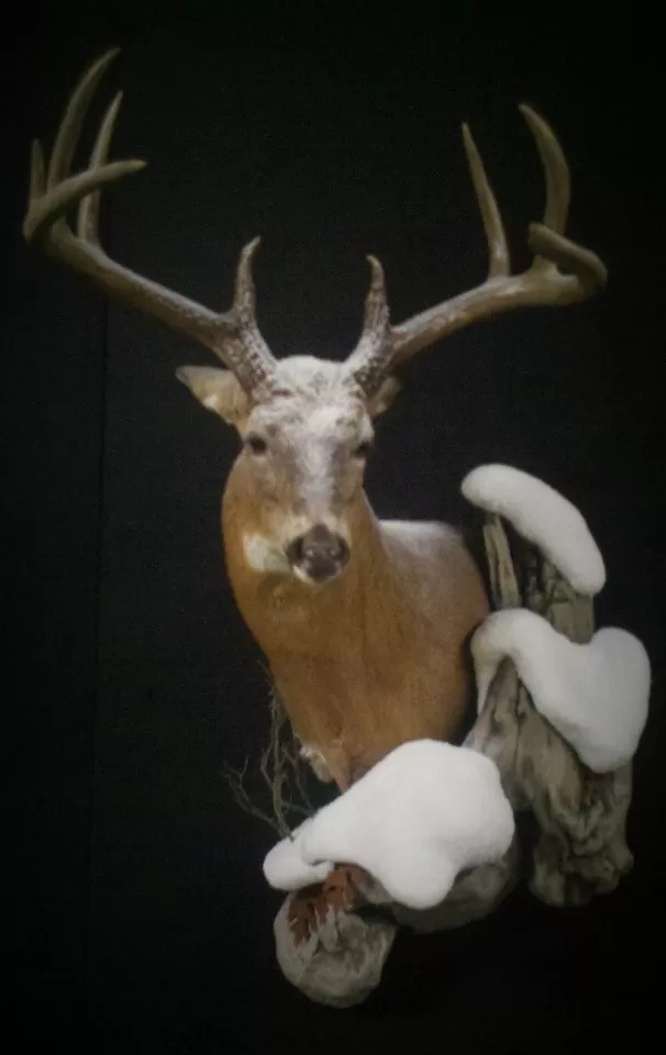 Whitetail Mount 3