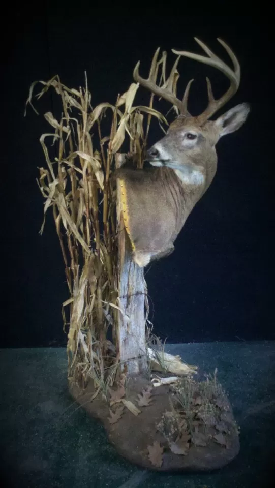 Whitetail Mount 8