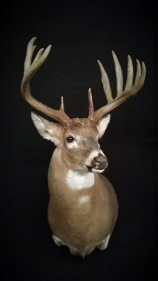 Whitetail Mount 7