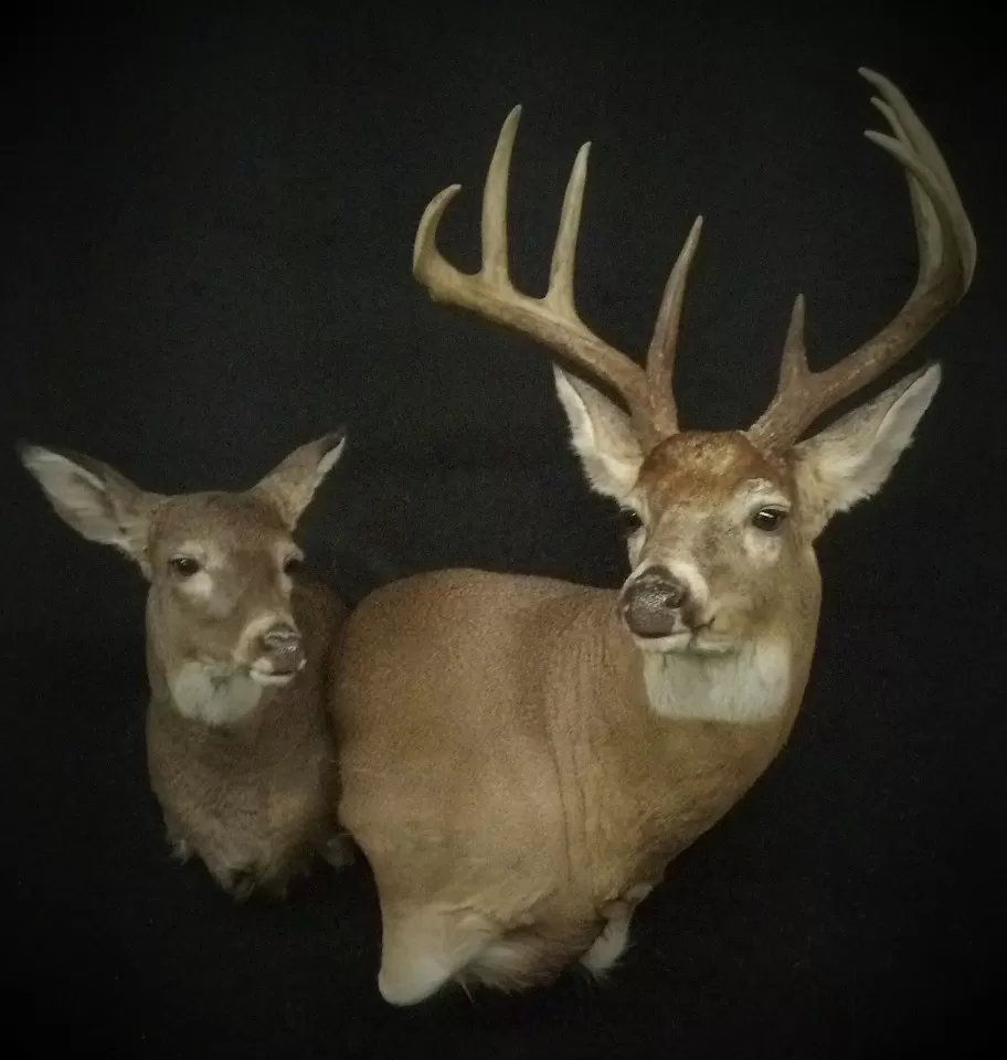 Whitetail Mount 6
