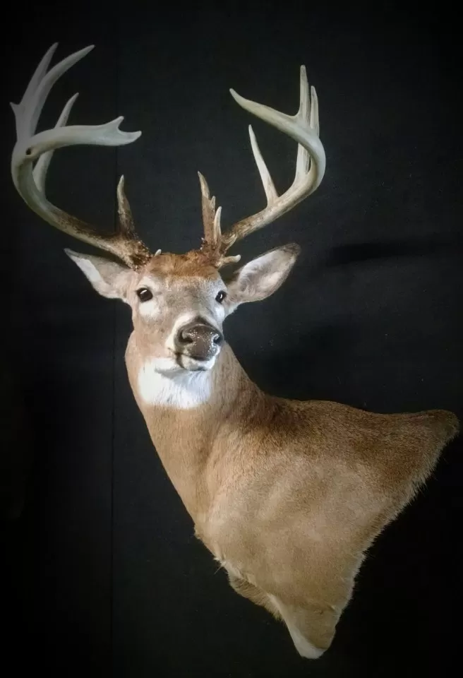 Whitetail Mount 9