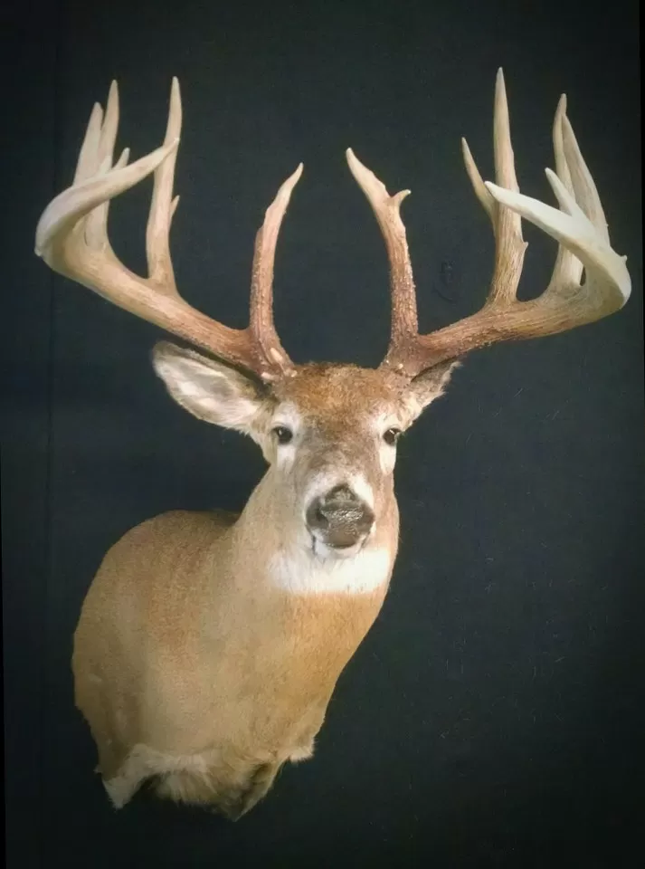 Whitetail Mount 10