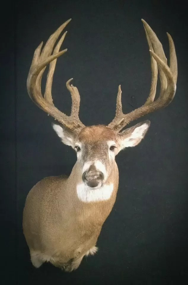 Whitetail Mount 11