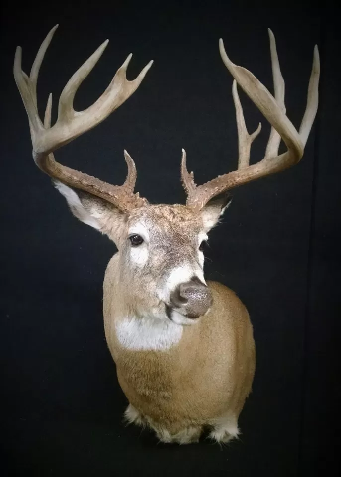 Whitetail Mount 12