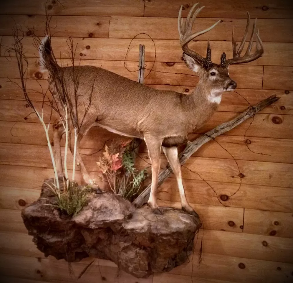 Whitetail Mount 14