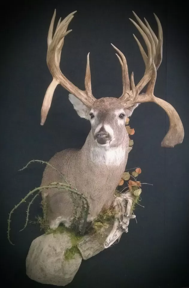 Whitetail Mount 13