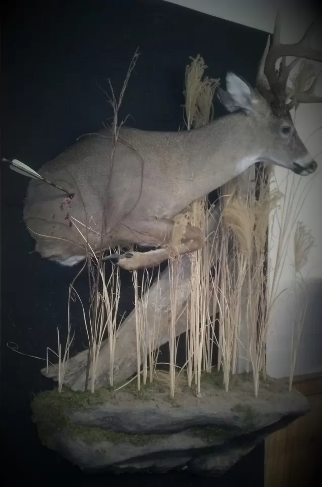 Whitetail Mount 16